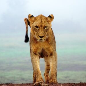 Lioness image