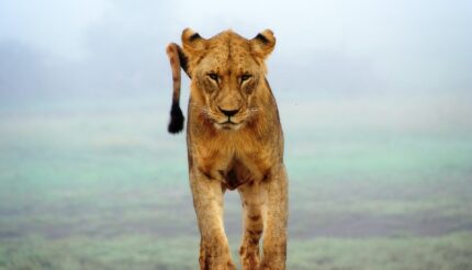 Lioness image